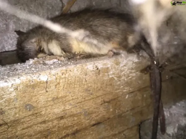 Dead Rat Removal Maroochy River